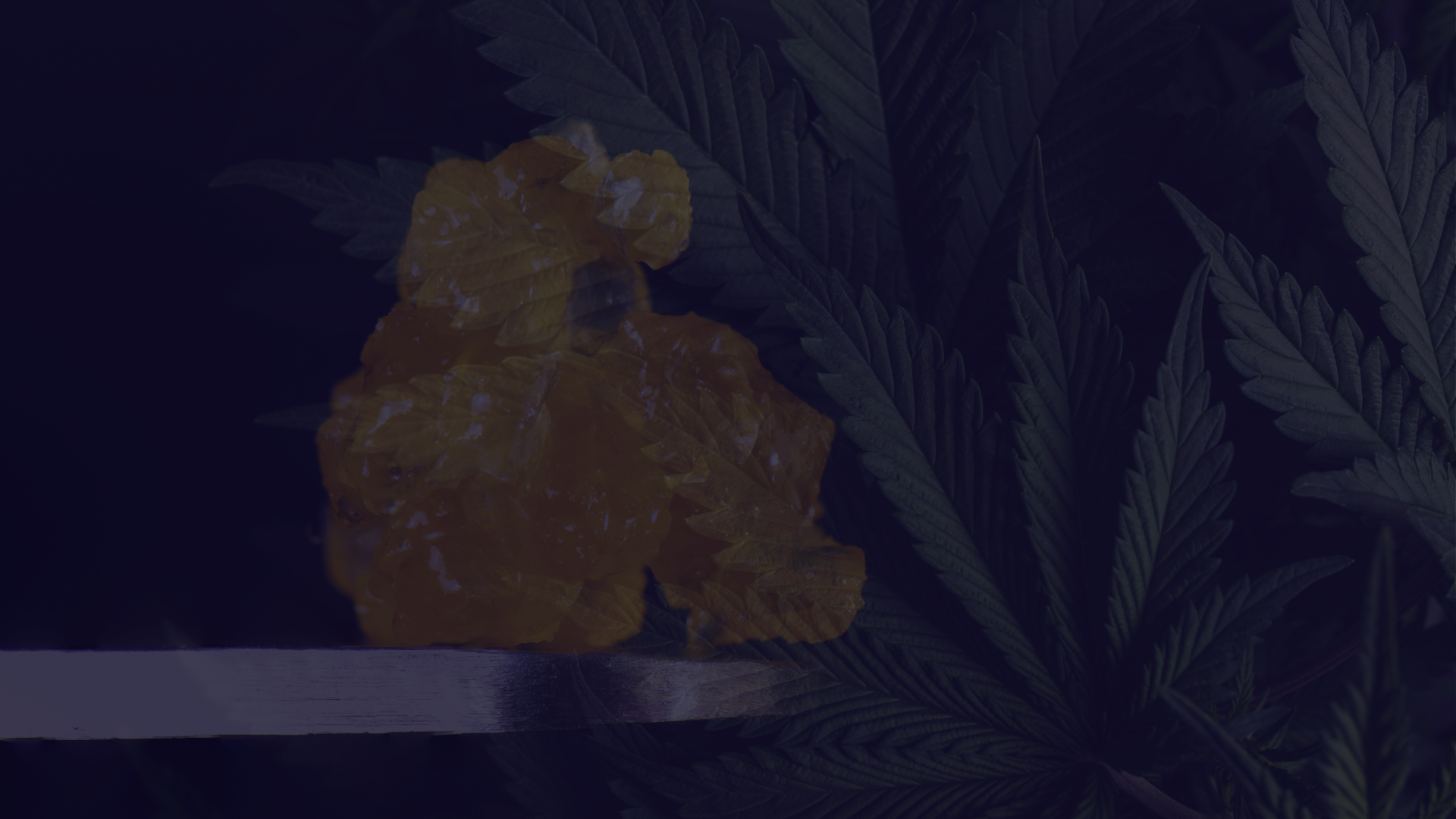 Cannabis leaves and resin